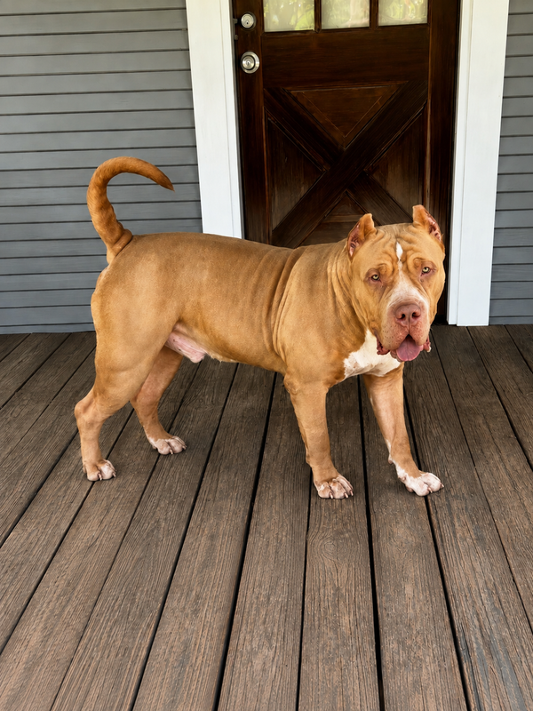 Previous Production Dog