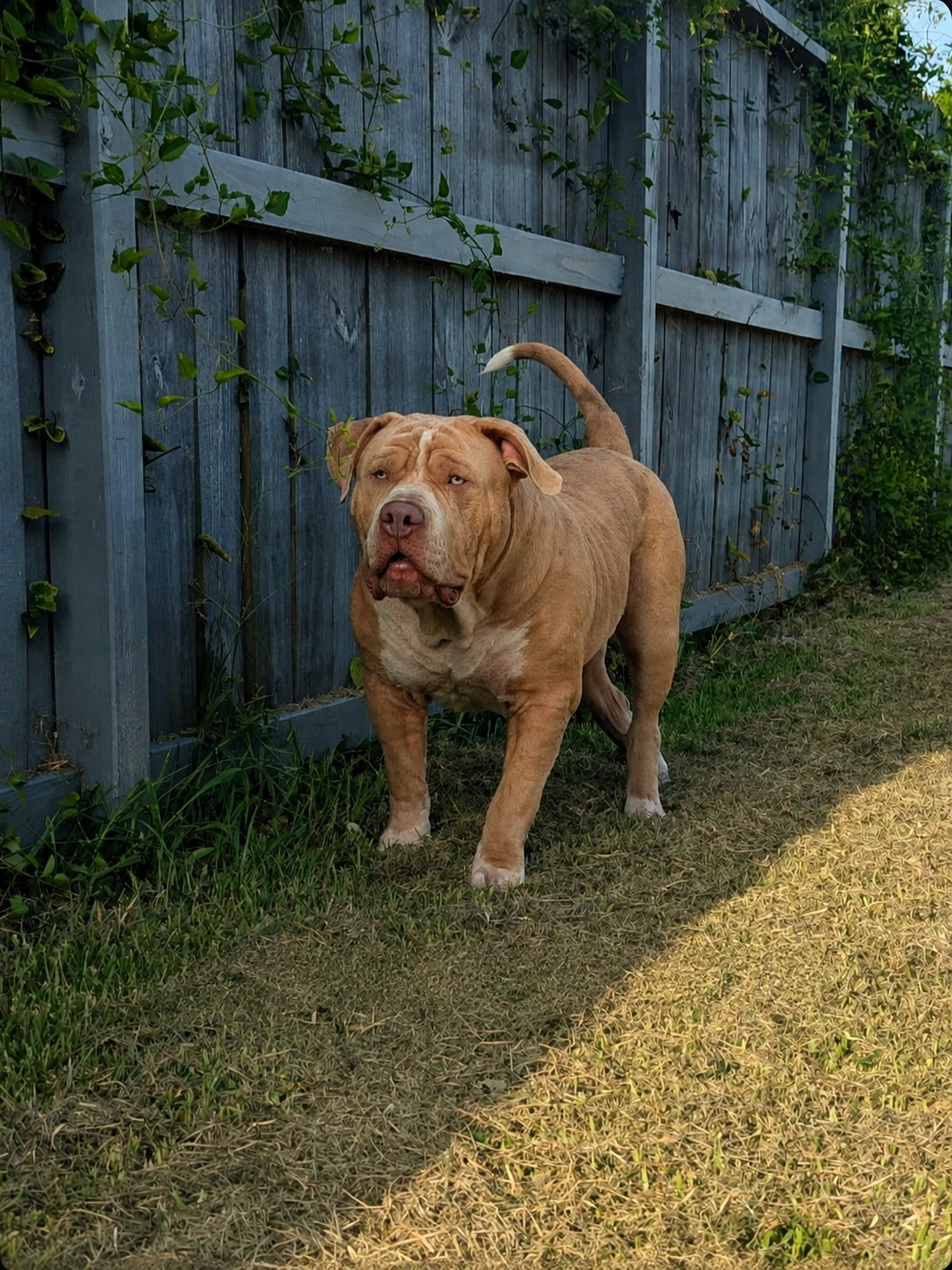 Premium American Bully