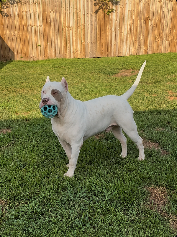 Previous Production Dog